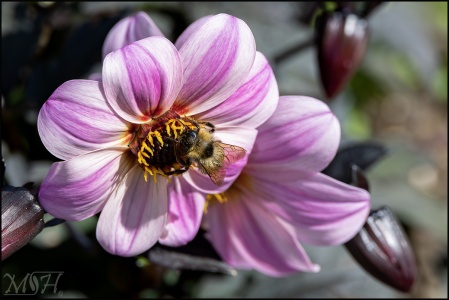 Bumble