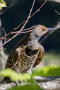 Northern Flicker