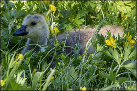 Baby Goose