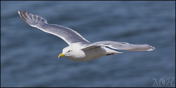 Seagull