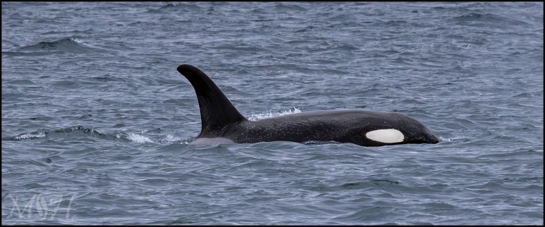 54675 Single Orca.jpg