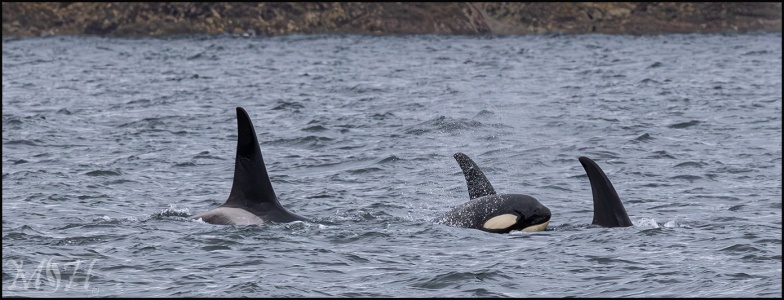 Orca Pod
