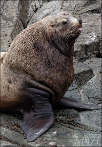 Male Steller Sea Lion