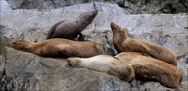 Steller Sea Lion Pod