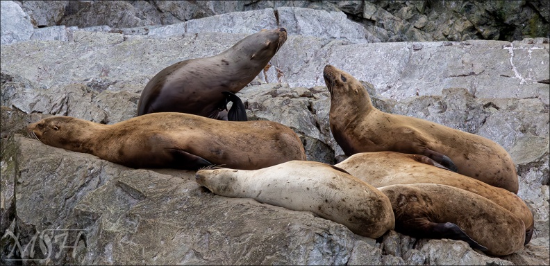 55127 Steller Sea Lions Pod.jpg