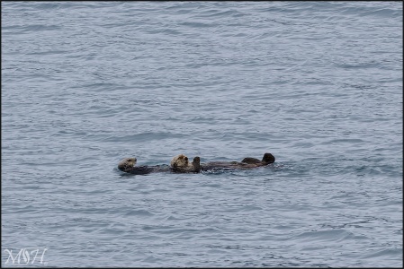 Sea Otter