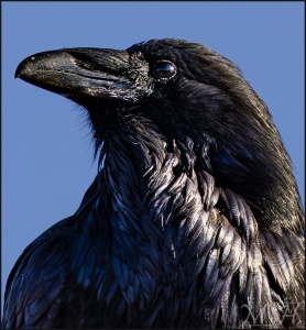 Portrait of a Crow