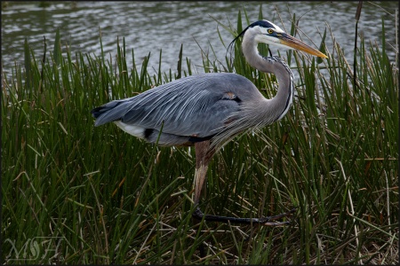 Great Blue Heron