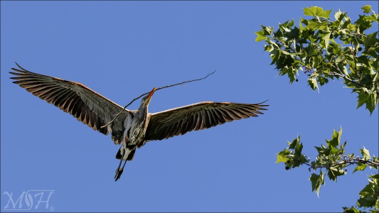 Nesting Great White Heron