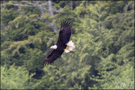 Bald Eagle in Flight