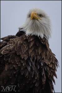 Bald Eagle