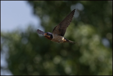 Swallow