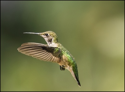Hummer Flight