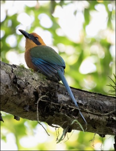 Rufous motmot