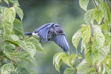 Western bluebird