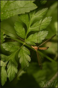Tiger Crane Fly