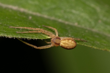 Running Crab Spider