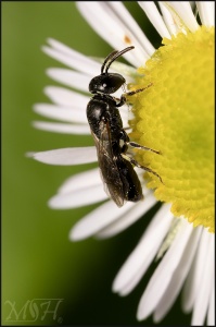 Masked Bee