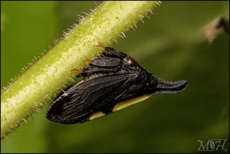 Black Horned Leafhopper